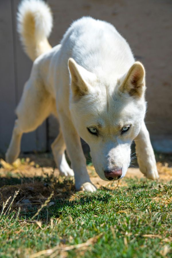 Détection canine de punaises de lit à Paris : agissez sereinement !